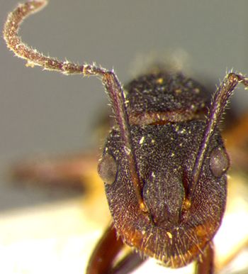 Media type: image;   Entomology 21516 Aspect: head frontal view